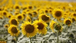На Ставрополье благодаря господдержке застраховали около 40% сельхозугодий