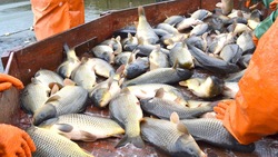 Порядка 9 тыс. тонн рыбы выловили в хозяйствах Ставрополья к началу декабря