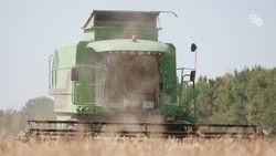Более 233 тыс. тонн зерна намолотили в Шпаковском округе 