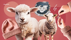 В пиджаке из ставропольской шерсти: как в крае собираются возрождать тонкорунное овцеводство