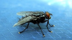 Эксперт объяснил нашествие насекомых в Ипатовском округе Ставрополья