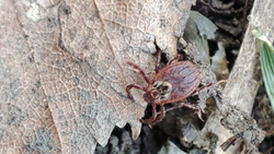 После извлечение клеща, его нужно доставить в лабораторию — терапевт Чечулина