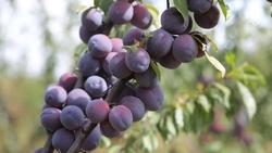 170 тонн слив собрали садоводы Ставрополья