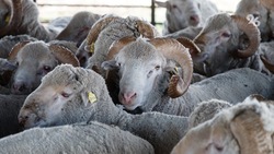 Ставрополье поделилось опытом тонкорунного овцеводства с астраханскими скотоводами