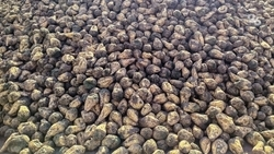 В свёкле из Андроповского округа обнаружили превышение нормы пестицидов