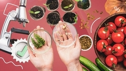 Не покупать по акции и обращать внимание на сорт: ставропольцам рассказали, как выбрать семена для посадки