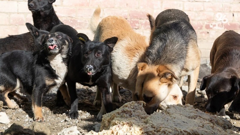 Жители Минераловодского округа жалуются на атаки бездомных собак