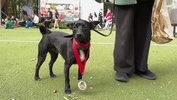 Победителей дог-шоу «‎Я и моя собака» определили в Ставрополе 