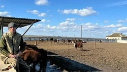 Ветеран СВО со Ставрополья разводит бычков благодаря гранту от государства