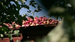 Объёмы экспорта на Ставрополье планируют увеличить на 50% к 2036 году