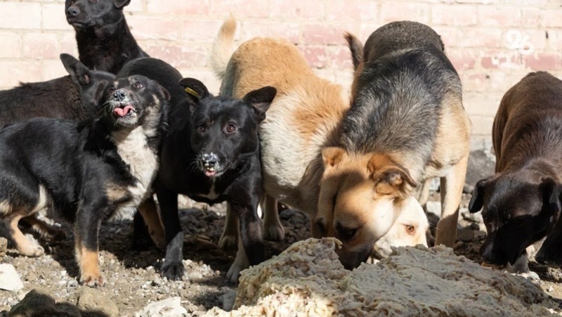 В администрации Ставрополя рассказали, куда можно пожаловаться на стаи собак