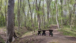 Почти 5 тыс. сеянцев деревьев появятся в лесах Ставрополя в этом году