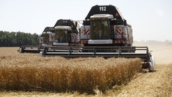 Аграрии Минераловодского округа намолотили 200 тыс. тонн зерна