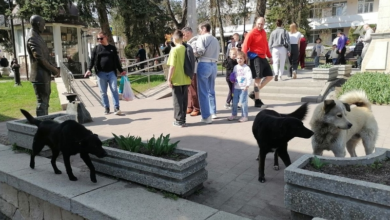 Замечание за кормление собак довело жителя Ессентуков до уголовного приговора