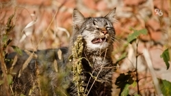 Учить школьников уходу за животными предлагает российский общественник