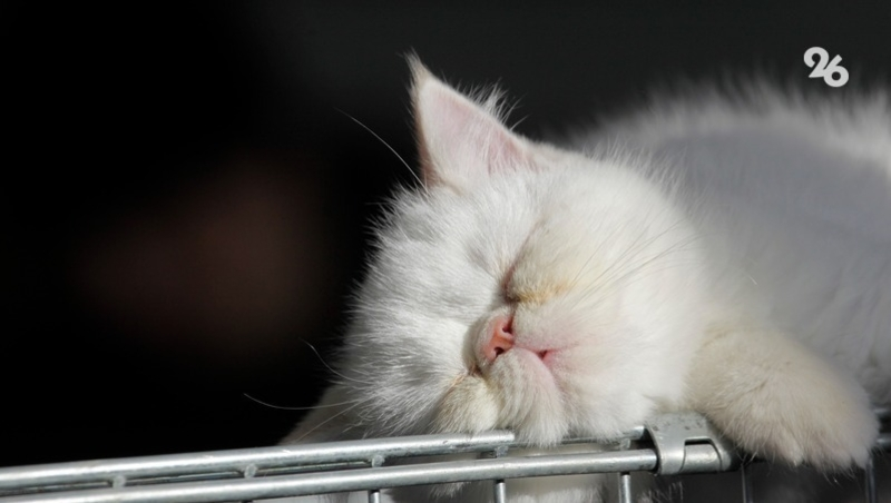 Домашние животные стали обходиться россиянам почти в 1,5 раза дороже