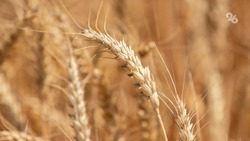 Почти 824 тыс. тонн зерна экспортировали из Ставропольского края в 2023 году 