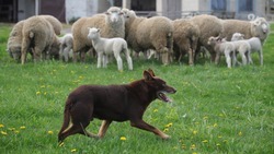 Собаки-гипнотизёры, или Как австралийские келпи помогают животноводам на Ставрополье