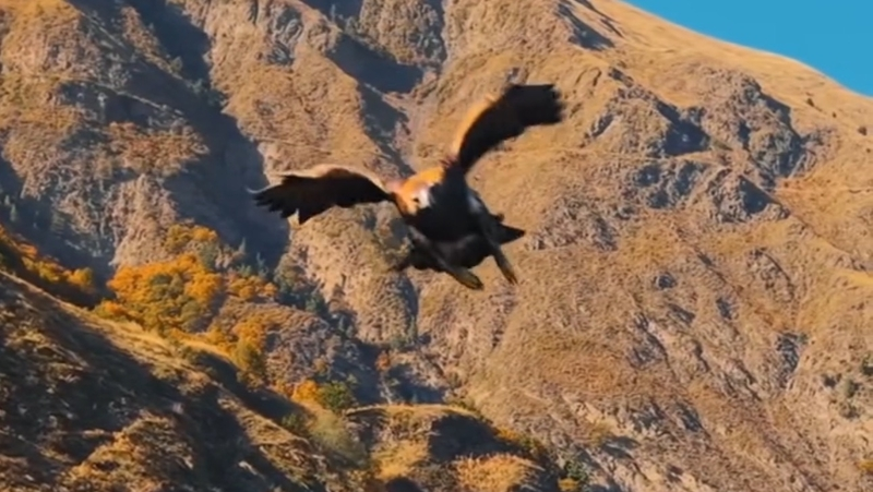 Орёл напал на коптер гида из Дагестана