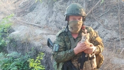 Кошка из зоны СВО переехала в семью бойца со Ставрополя