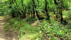 Администрацию Пятигорска обязали заняться обустройством лесов