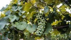 На виноградниках Ставрополья проходят весенние работы