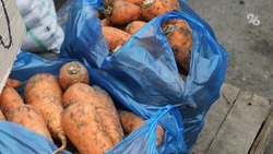 Морковка на Ставрополье дорожает вторую неделю