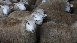 Ставрополье представит племенные хозяйства коз и овец на выставке в Элисте