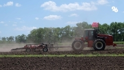 Первые 50 тыс. га гороха посеяли аграрии на полях Ставрополья