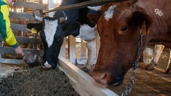Производство молока за время зимовки скота на Ставрополье составило 32,3 тыс. тонн