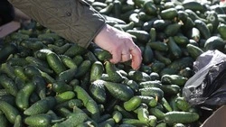 Огурцы на Ставрополье подешевели до 129 рублей  в середине мая