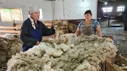 Ставропольские сельхозпроизводители собрали более 175 тонн шерсти
