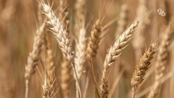 Пшеница убрана на 97,4% площадей на Ставрополье — губернатор Владимиров