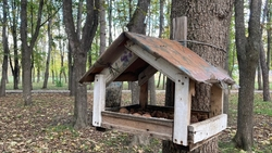 Как правильно подкармливать птиц зимой, рассказали в музее Пятигорска