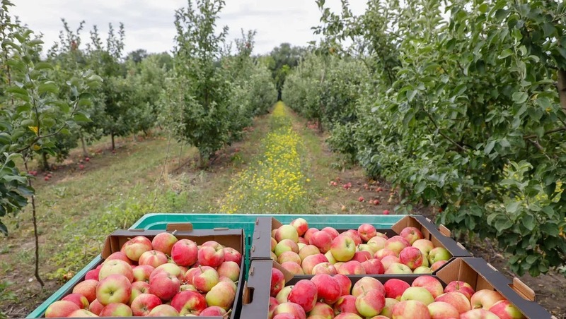 Более гектара суперинтенсивных яблоневых садов высадили в Новоалександровском округе