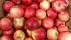 До 60 процентов урожая яблок на Ставрополье планируют направить на хранение