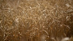 Аграрии Прикумья завершили уборку зерновых и зернобобовых культур