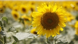 Аграрии Ставрополья собрали почти 370 тыс. тонн подсолнечника в 2025 году