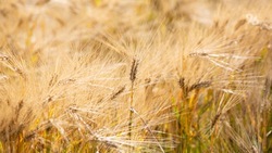 На полях Предгорного округа намолотили 64 тыс. тонн зерновых культур