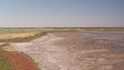 Охрану ставропольского заказника усилили после гибели краснокнижных журавлей