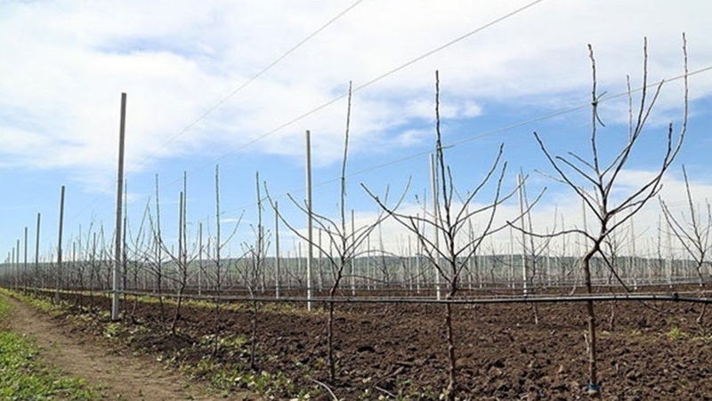 Более 382 га садов собираются заложить на Ставрополье этой весной