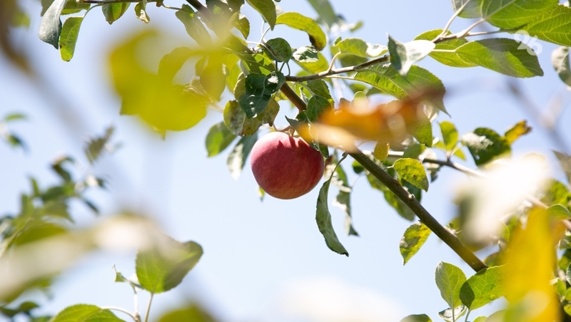 Проект «Школьный сад» внедрят в 30 школах Ставрополья