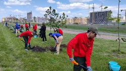 В Ставрополе на Российском проспекте ко Дню Победы высадили 79 лип
