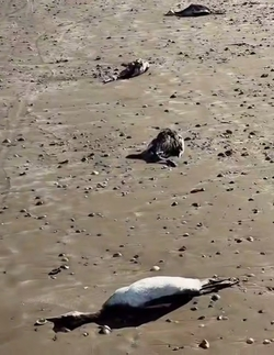 На берегу Каспийского моря образовалось кладбище мёртвых птиц