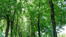 Доходы от использования лесов Ставрополья выросли на 39% за год 