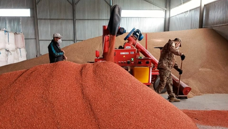 Семена зерновых на Ставрополье из-за дождей поражены плесенью и гибеллиной