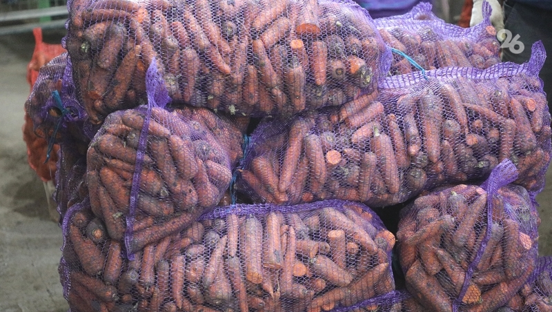 К сбору урожая моркови приступили на Ставрополье 