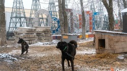 «Ни одно животное не пострадает и не останется на улице»: глава Ставрополя рассказал о планах по переезду приюта для животных