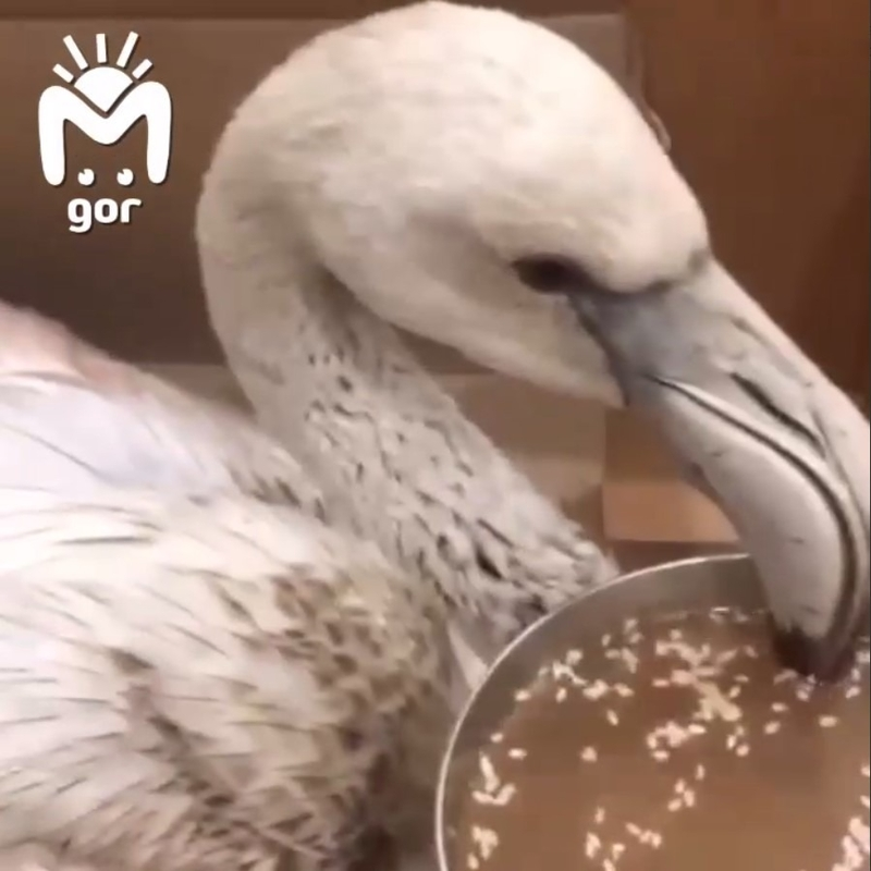 Замёрзшего в новогоднюю ночь розового фламинго спас житель Дагестана 