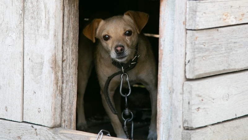Депутаты Ставрополья поддержали изменения в законодательстве о животных
